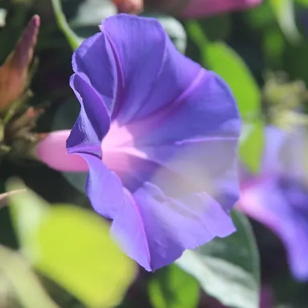 Appartement Anna - Maria