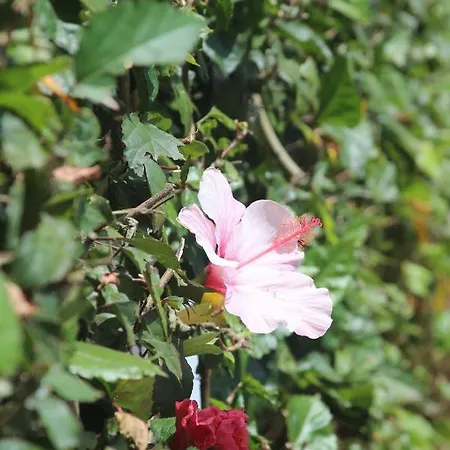 Anna - Maria Albufeira