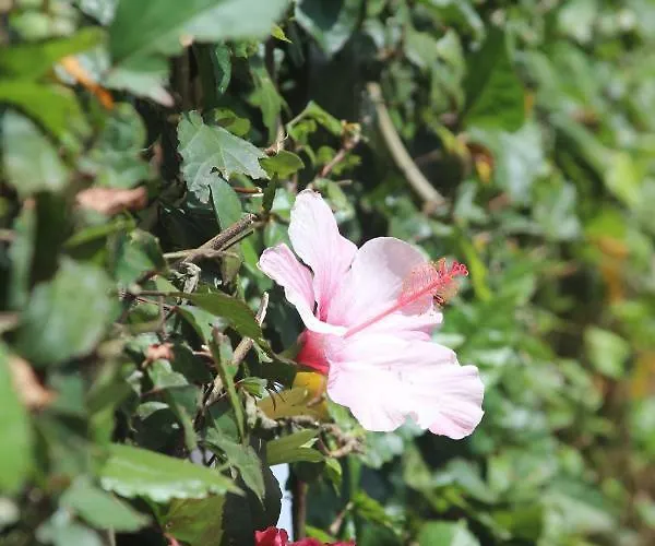 Anna - Maria البوفيرا